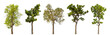 © Gassenee - Collection high qaulity tree has been cut from the original background and replaced with a transparent background for easy selection.