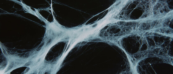 Exploring the intricate texture of spiderwebs and their delicate threads