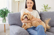 © Studio Romantic - Young Caucasian woman sitting on couch petting her maltipoo dog. Smiling girl enjoying leisure at home with pet, gently cuddling her furry companion, who sitting on her knees with stick out tongue.