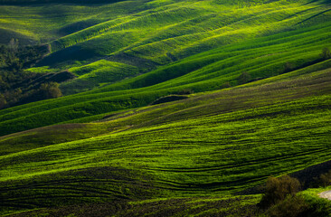 Fototapete - Green hills with wavy patterns and natural beauty under warm sunlight and clear skies