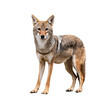 © Jame - A solitary coyote stands on a pristine white background, showcasing its inquisitive nature and distinctive features. Great for wildlife themes.