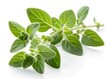 © SOPNA - fresh basil isolated on white