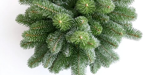 Wall Mural - A close up view of a pine tree trunk on a white background