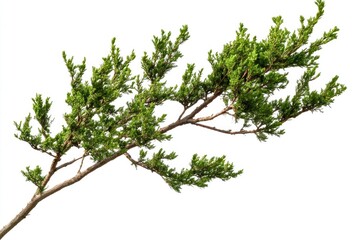 Wall Mural - a bird sits atop a tree branch, looking out at the surrounding environment