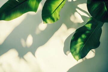 Sticker - A detailed view of green leaves on a plant