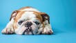 © -Quantum Pixels- - Fatigued Bulldog Resting on Blue Background Reflecting Indifference and Calmness in Canine Expression