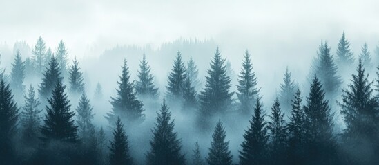 Poster - Misty pine forest panorama with fog and serene atmosphere ideal for nature backgrounds and text overlays