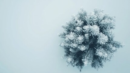 Poster - Snowy Winter Minimalist Decor Featuring a Romantic Christmas Tree Centerpiece on Soft Light Blue Background and Frosted Pine Branches