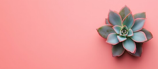Leinwandbilder - Top view of a vibrant green succulent positioned on a soft pink background with minimalist design elements and ample negative space for text placement