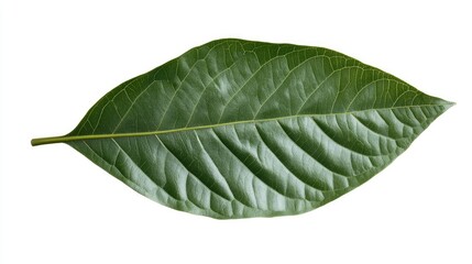Fototapete - Tropical green leaf isolated on white background showcasing intricate texture and vibrant color for design and nature themes
