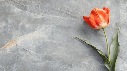 Poster - Vibrant red tulip resting gracefully on a grey limestone background showcasing natural elegance and beauty.