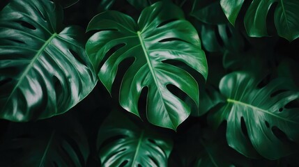 Leinwandbilder - Dark green tropical leaves texture for nature backgrounds and wallpapers featuring abstract patterns and vibrant foliage detail