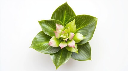 Aufkleber - Elegant Top View of Green Medinilla Magnifica Flowering Plant with Delicate Pink Hues against Bright White Background in Natural Botanical Setting