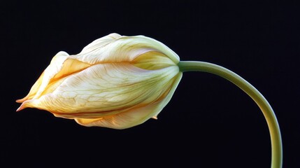Aufkleber - Backlit Tulip Bud with Delicate Petals Against a Dark Background Showcasing Natural Beauty and Elegance in Floral Photography