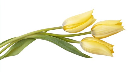 Poster - Yellow Tulip Flowers with Green Leaves on a White Background Suitable for Floral Designs and Spring Decor