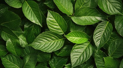 Poster - Lush tropical green leaves forming a vibrant background for nature-themed designs and eco-friendly projects