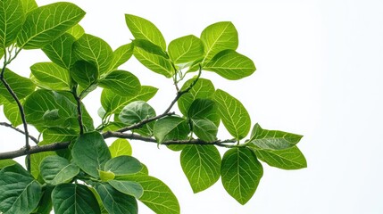 Leinwandbilder - Lush green tropical plant leaves with branches against a white background ideal for nature themes and foliage designs