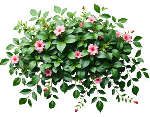 Pink flowers and green leaves with transparent background