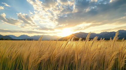 Sticker - field of tall grass swaying in breeze at sunset, creating serene atmosphere