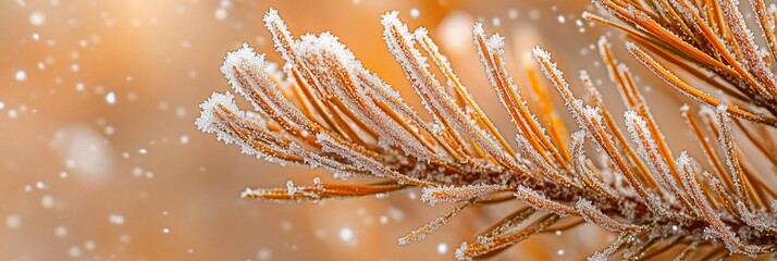 Poster - Close-up of frost-covered pine needles against a blurred, snowy background.