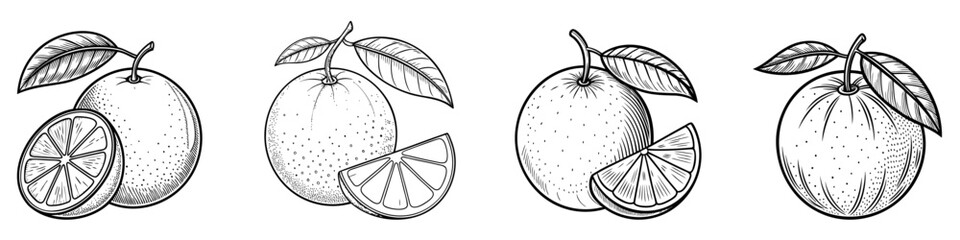 Wall Mural - hand drawn sketch of tangerine. vintage hand drawn tangerine with leaves. vector illustration