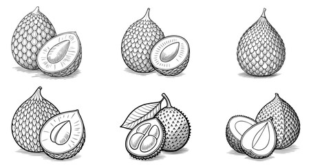 Wall Mural - hand drawn sketch of salak. vintage hand drawn salak. vector illustration