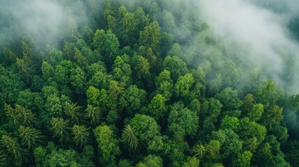 Wall Mural - cutting-edge biomass technology creating opportunities for low-carbon solutions.