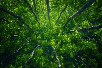 Wall Mural - Lush forest canopy aerial view, sunlight dappling, nature background, eco design