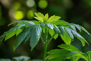 Aufkleber - Close-up of a vibrant green plant with large, serrated leaves, illuminated by sunlight in a dark forest.