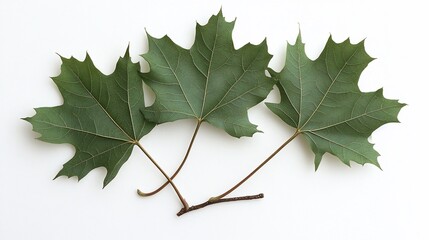 Sticker - Three green maple leaves on a twig, isolated on white background.