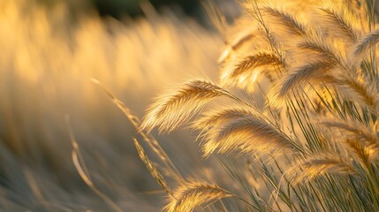 Aufkleber - Golden hour sunlight illuminates tallgrass prairie, showcasing delicate seed heads and blades.