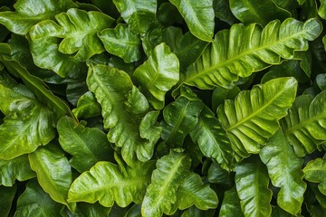 Aufkleber - Lush green foliage background of vibrant, textured leaves.