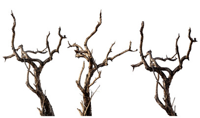 Wall Mural - set of 3 dead trees or dry tree with clipping path isolated on white background.