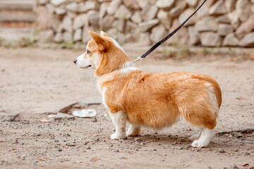 Canvas Print - Cute funny Welsh Corgi puppy on a leash on a summer walk on the grass