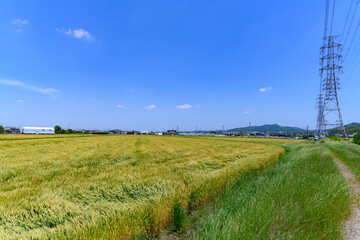 Wall Mural - 愛知県西尾市の小麦畑