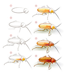 Wall Mural - how to learn to draw sketch of a cockroach. creation step by step watercolor painting. educational p