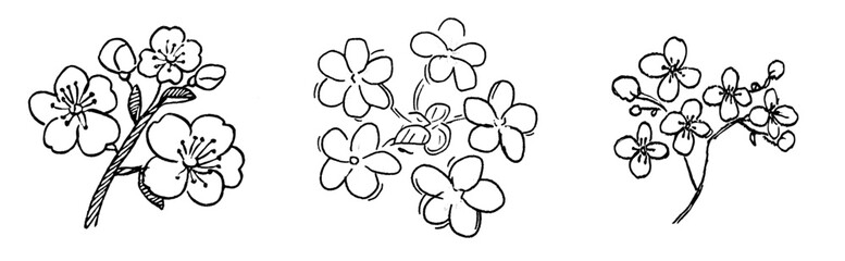 Wall Mural - Handsomely drawn, modern, and artistically engraved sketch of a primrose flower in ink art, presented in a detailed coloring book page with blossoming primula flowers on an isolated white background