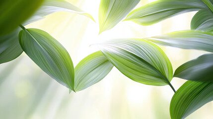 Fototapete - Lush green leaves with smooth textures create serene atmosphere, perfect for nature lovers