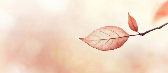 Poster - Variegated leaf on a branch with a soft blurred background highlighting natural beauty and simplicity in a serene atmosphere