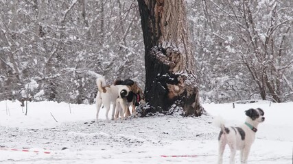 Wall Mural - winter activities. three dogs sniffing a tree in snowy forest