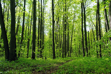 Wall Mural - trees with young bright green foliage in forest, nature background. Beautiful spring-summer landscape with pathway in forest. environment, ecology concept.