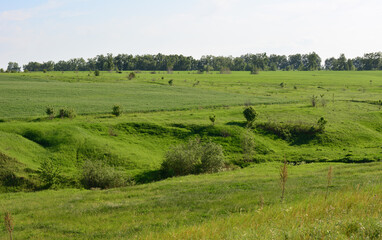 Wall Mural - Serene Green Field Landscape with some trees in the background