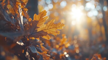 Wall Mural - Golden oak leaf in autumn forest, sunlit background.