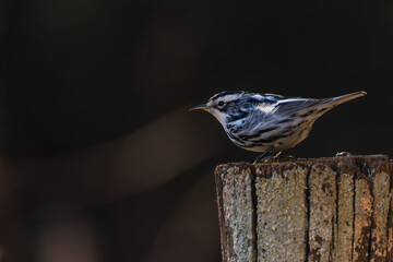 Wall Mural - Black-and-white Warbler perched on a fence post