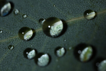 Wall Mural - green leaf with water drops, macro view