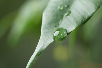 Wall Mural - plant with water drops on leaf against blurred background, macro view