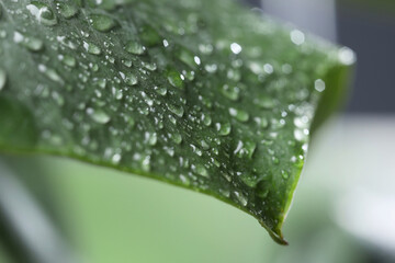 Wall Mural - plant with water drops on leaf against blurred background, macro view