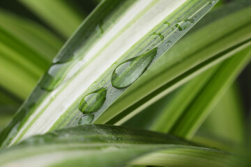 Wall Mural - plant with water drops on leaf against blurred background, macro view