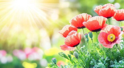 Wall Mural - A natural spring and summer scene featuring red poppies at sunset with a soft selective focus