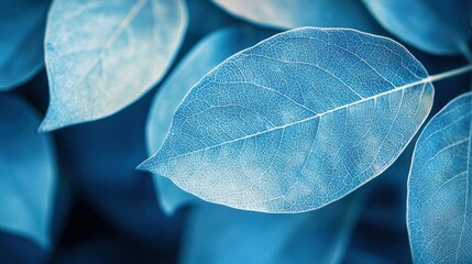 Wall Mural - Blue leaves close-up, textured veins, dark background, nature backdrop.